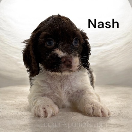 puppy, for, sale, Cocker Spaniel, Joe & Cherri  Overlease, dog, breeder, Miller, MO, dog-breeder, puppy-for-sale, forsale, nearby, find, puppyfind, locator, puppylocator, aca
